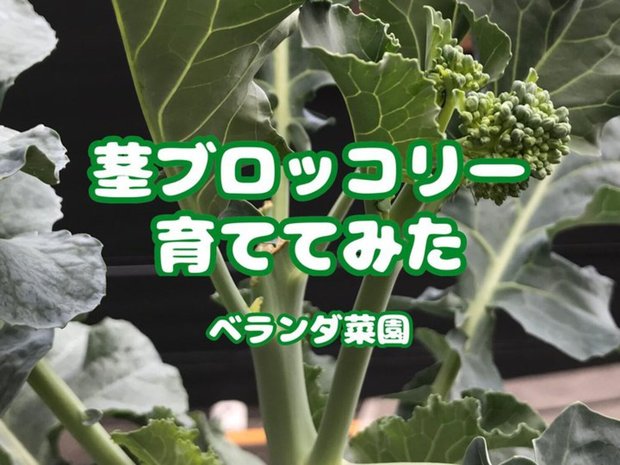 茎ブロッコリー・スティックセニョールを育ててみた【東京ベランダ菜園記録】