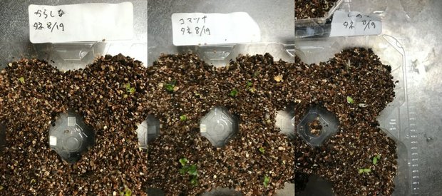 タネまきから二日で発芽