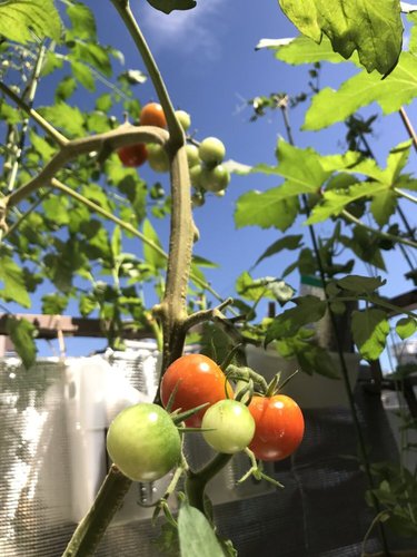 次々と赤く熟していくミニトマトの実