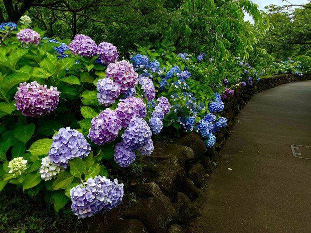 近所の紫陽花