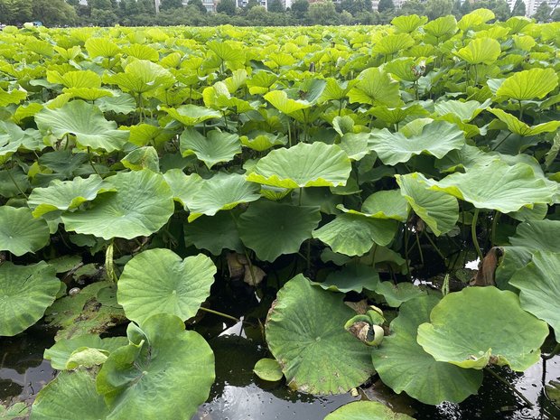 上野恩賜公園、不忍池