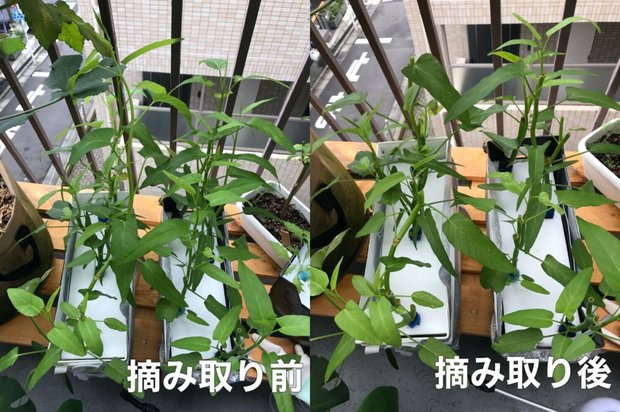 空芯菜の摘み取り前と後