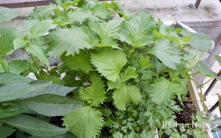 半日陰で育てるシソ（大葉）のベランダ菜園